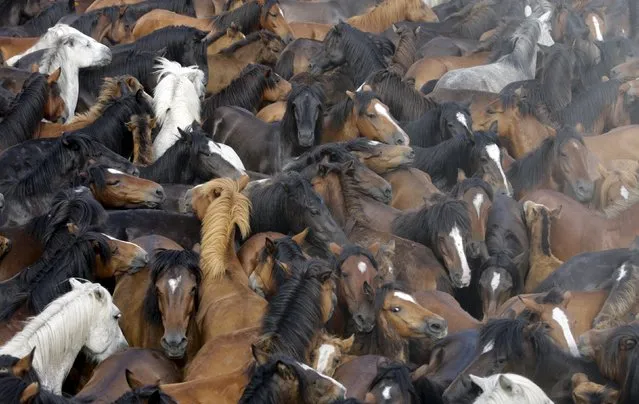 Wild horses are seen gathered during the “Rapa das Bestas” traditional event in the village of Sabucedo, northwestern Spain July 4, 2015. (Photo by Miguel Vidal/Reuters)
