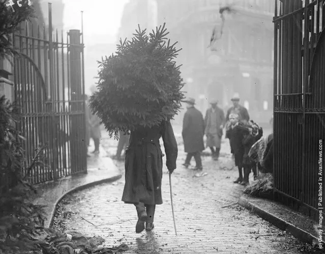 1915: A soldier carrying a christmas tree
