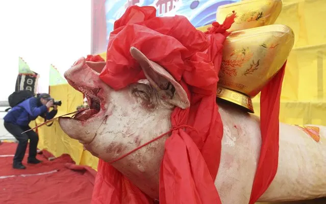 A man takes pictures near a dead pig served as an offering during a festival in celebration of fishermen to the sea in Yantai, Shandong province, China. (Photo by Reuters/Stringer)