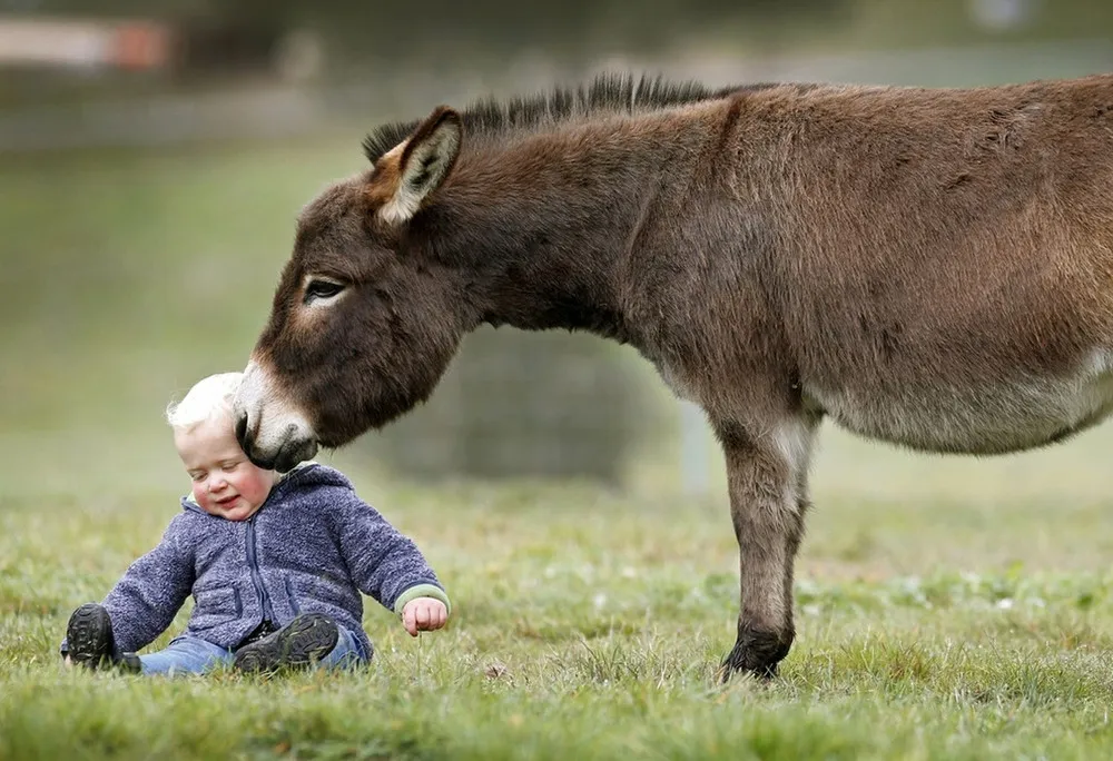 Miniature Donkeys Are the Best Friend Anyone Ever Had