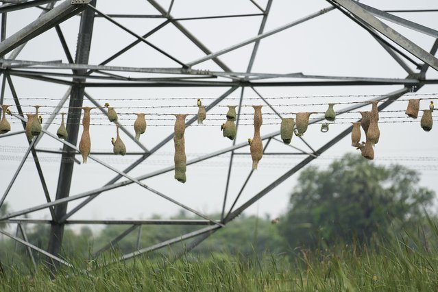 Baya weaver birds built nests on Electric Transmission Tower fencing on the outskirts of Chennai, India, Monday, July15, 2024. The baya is a weaverbird found across the Indian Subcontinent and Southeast Asia. (Photo by Mahesh Kumar A./AP Photo)