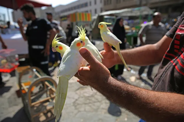 An Iraqi man holds cockatiels at al-Ghazal pet market in Iraq's capital Baghdad on October 11, 2019. Calm prevailed in Iraq today after a week of anti-government protests left dozens dead, prompting the United States to call on Baghdad to exercise “maximum restraint”. In Baghdad – the second most populous Arab capital – normal life has gradually resumed since Tuesday. (Photo by Ahmad Al-Rubaye/AFP Photo)