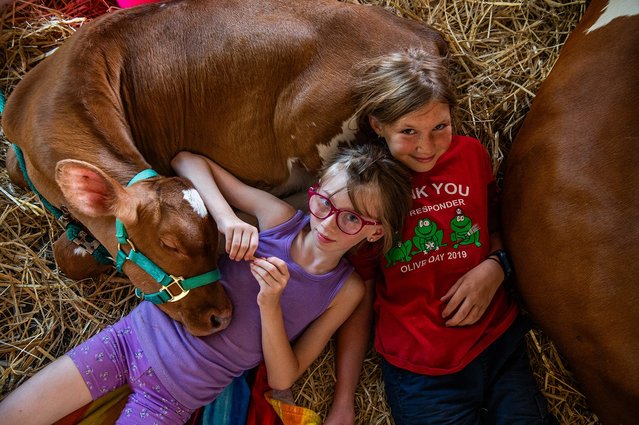 Daisy the 1-month-old guernsey cow naps on 4-H member Addison Kopaskie 9, left, and Elsa DeWitt 10, right, during the opening day of the Ulster County Fair in New Paltz, NY. on July 30, 2024. (Photo by Kelly Marsh/The Times Herald-Record)