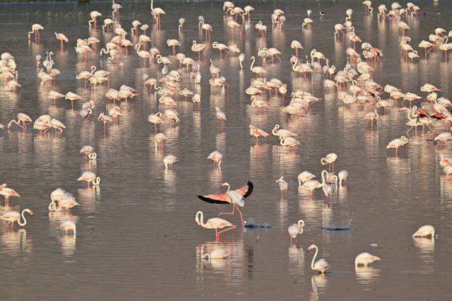 Flamingos accommodate in groups at Akkaya Dam lake in Nigde, Turkiye on July 30, 2024. The dam, which is home to duck species such as steep tail, diamondback, and patka, which are on the red list of the International Union for Conservation of Nature (IUCN), also hosts 225 of the 500 bird species observed in Turkiye (Photo by Ali Ihsan Ozturk/Anadolu via Getty Images)