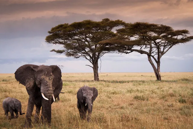 “Matriach in the Serengeti”. On Safari in the vast openness of the Tanzanian Serengeti National Park, a large herd of elephants grazed peacefully, with a few new family members following close by. Here a beautiful mother with her two young calves in tow. Photo location:  Serengeti National Park, Tanzania. (Photo and caption by Cara Cortese/National Geographic Photo Contest)