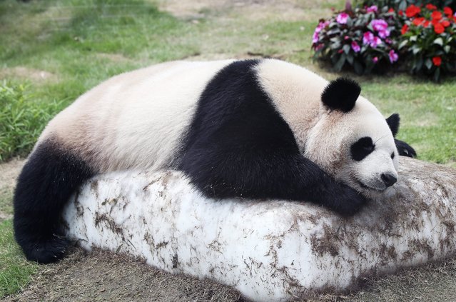 Female panda Ai Bao takes a nap on an artificially cooled ice rock at Panda World in the Everland amusement park in Yongin near Seoul, South Korea, 31 May 2016, as unusually hot weather continues to grip South Korea. (Photo by EPA/Yonhap)