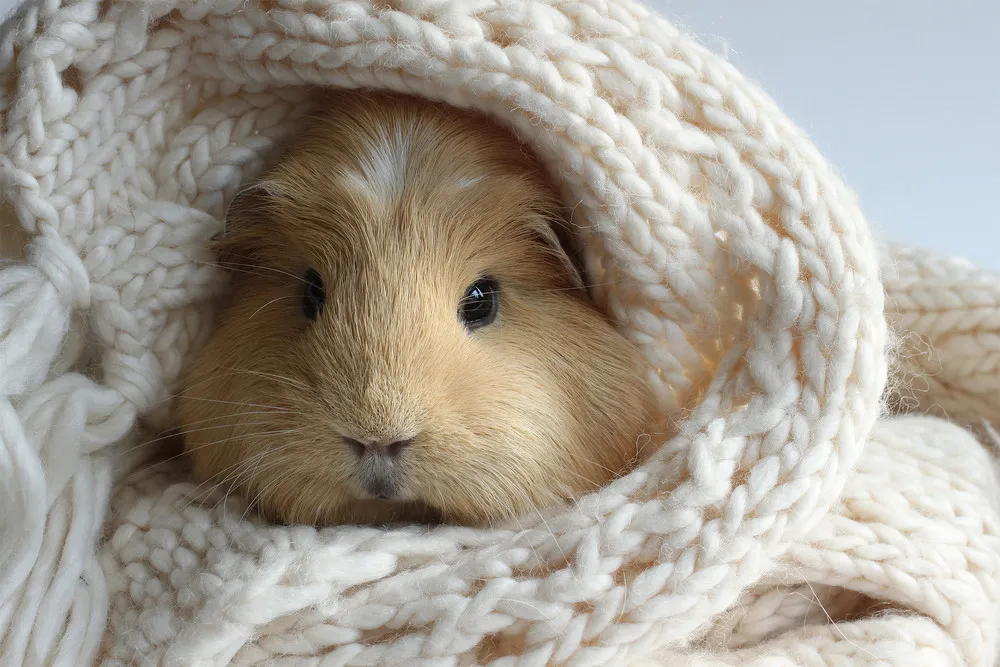 BooBoo the Guinea Pig