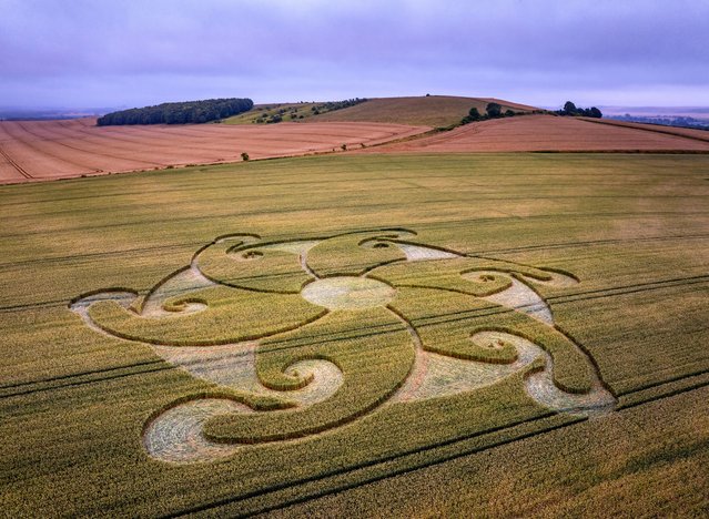 A crop circle appeared on August 8, 2024 at Etchilhampton, near Devizes in Wiltshire, UK measuring a huge 70m wide. (Photo by Nick Bull/Picture Exclusive)