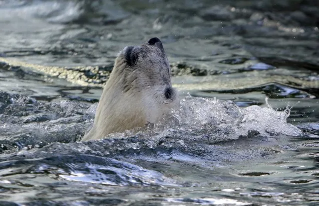A polar bear swims in its enclosure on a hot summer day at Prague Zoo, Czech Republic, July 30, 2015. (Photo by David W. Cerny/Reuters)