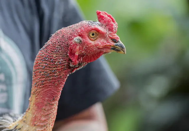 In this photo dated Wednesday, July 29, 2015 a man holds a fighting cock before a sparring session in St Anne, Reunion Island. France's top court has ruled that a law aimed at extinction of cockfighting in some parts of France is constitutional. The Constitutional Council confirmed on Friday, July 31, 2015 that the creation of new cockfighting rings – called cockpit – is banned. Cockfighting is legal only in regions where it's considered as a deeply-rooted tradition, especially in northern France and overseas. (Photo by Fabrice Wislez/AP Photo)