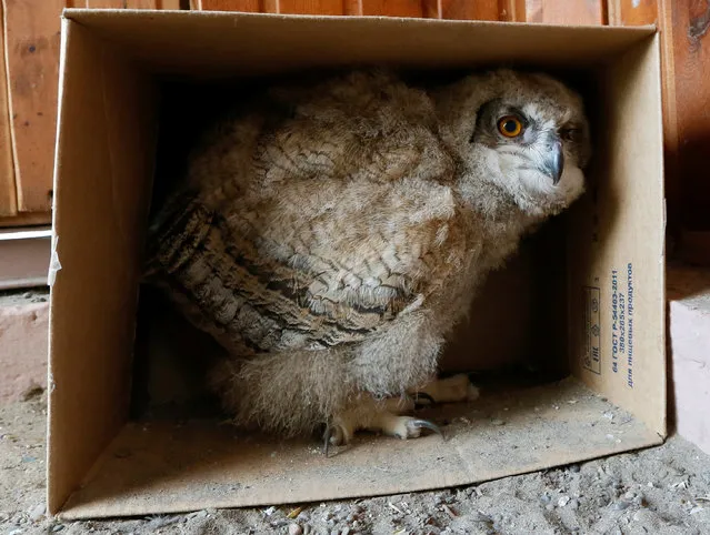 A 3-week-old Eurasian eagle owl looks out of a cardboard box inside its enclosure at the Royev Ruchey zoo on the suburbs of the Siberian city of Krasnoyarsk, Russia, June 7, 2016. (Photo by Ilya Naymushin/Reuters)