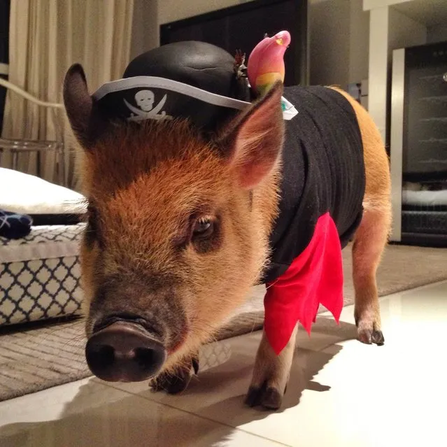 Jamon, a mini pig from São Paulo, Brazil, just may be the most handsome devil on Instagram right now. The pig has amassed more than 55,000 followers who fawn over his every move and his festive outfits, from Hawaiian shirts to sombreros, and even turtle costumes.