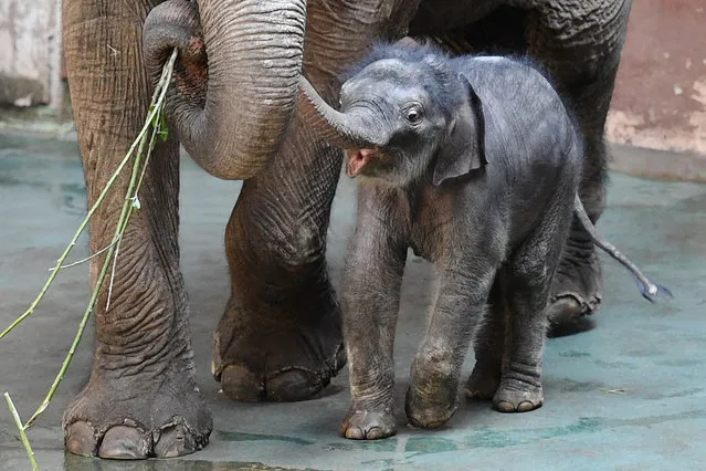 A newborn male Indian elephant calf named 'Filimon' walks next to its mother in their enclosure at the Moscow Zoo on June 21, 2017. The baby elephant was born on May 25. (Photo by Natalia Kolesnikova/AFP Photo)