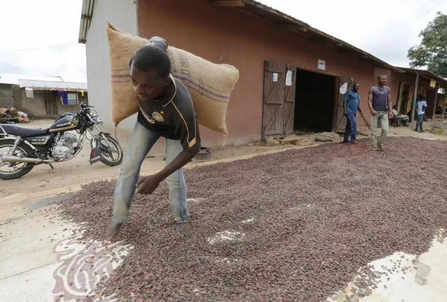 A man carries a cocoa bag while walking over cocoa beans left out to dry in Niable. Cocobod hopes to overtake Ivory Coast as the world's top producer, an ambitious target that requires it to double production from the sector, Ghana's third-largest export earner. “We know that's not going to happen soon. It's a long-term goal and not a race”, a senior Cocobod official told Reuters, asking not to be named. “We're confident of significantly raising output from the current levels”. (Photo by Thierry Gouegnon/Reuters)