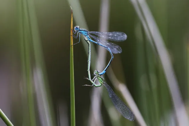 Azure damselflies, (Coenagrion puella) mate near a pond at the RSPB's Broadwater Warren on June 18, 2017 in Tunbridge Wells, England. Of the 42 species of Dragonfly in the UK, which include 17 damselflies and 25 dragonflies, many are in decline, mainly due to habitat loss. (Photo by Dan Kitwood/Getty Images)