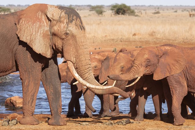 Young female Elephants express curiosity at an adult bull during an encounter at a watering pond where they had come for a drink at the Ngutuni Wildlife Conservancy on the outskirts of Voi town in Taita Taventa County on October 29, 2024. Loved by tourists, elephants are loathed by most local farmers, who form the backbone of the nation's economy. Elephant conservation has been a roaring success: numbers in Tsavo rose from around 6,000 in the mid-1990s to almost 15,000 elephants in 2021, according to the Kenyan Wildlife Service (KWS). But the human population also expanded, encroaching on grazing and migration routes for the herds. Resulting clashes became the number-one cause of elephant deaths, says KWS. But a long-running project by charity Save the Elephants offered her an unlikely solution: deterring some of nature's biggest animals with some of its smallest: African honey bees. (Photo by Tony Karumba/AFP Photo)