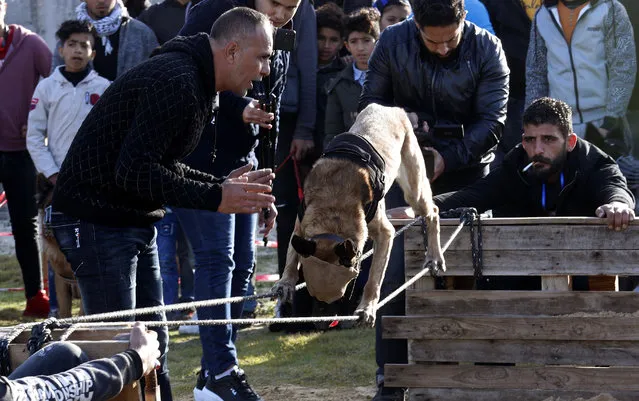 A dog trainer Wale Mohana, center, works with his dog while his eyes covered and walks on ropes during a dog show at the beach of Gaza City, Friday, February 7, 2020. (Photo by Adel Hana/AP Photo)