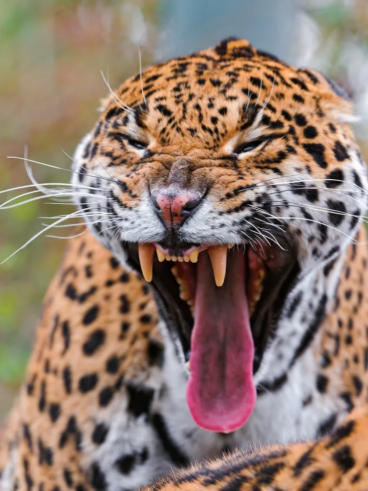 Animals Yawning