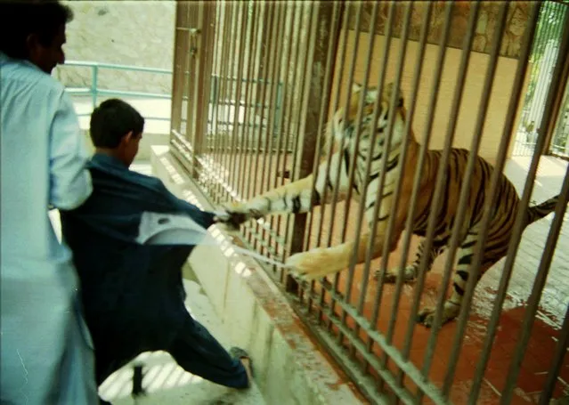 Saleem Ahmed, 12, who wanted his photograph taken with Neeli the tiger as a backdrop, is attacked, Tuesday, June 17, 1997 at the zoo in Lahore, Pakistan. Ahmed was uninjured in the attack though his clothes were shredded by the two-year-old Bengali tiger which was presented to the zoo as a gift from the Bangladesh government in 1996. (Photo by K.M. Choudary/AP Photo)