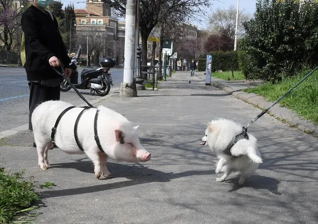 A woman wearing a protective face mask walks her pig named Dior, following the outbreak of the coronavirus disease (COVID-19), in Testaccio district, in Rome, Italy on March 21, 2020. (Photo by Alberto Lingria/Reuters)