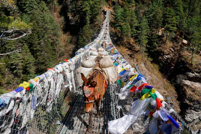 Mules carry goods over a bridge on their way to Namche Bazar during the first day of government-imposed natiowide lockdown as a preventive measure against the COVID-19 coronavirus, at Jorsale in the Everest region on March 24, 2020. (Photo by Prakash Mathema/AFP Photo)