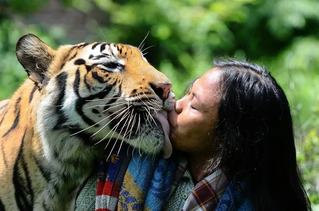 Tiger And Man Best Friends