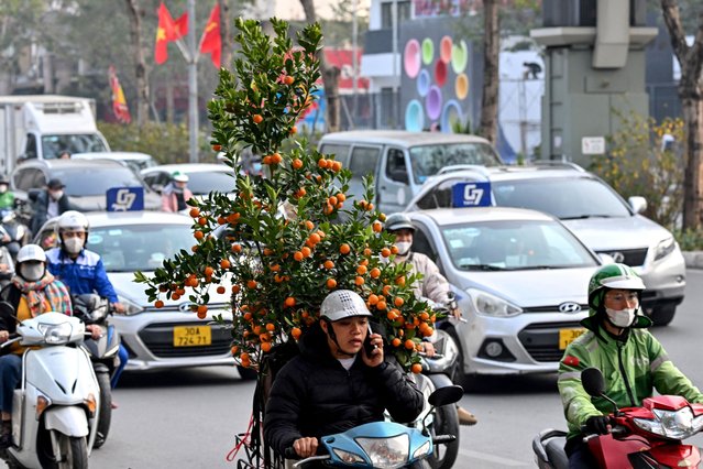 A man rides a motorbike carrying kumquats ahead of the Lunar New Year on a street in Hanoi on January 22, 2025. (Photo by Nhac Nguyen/AFP Photo)