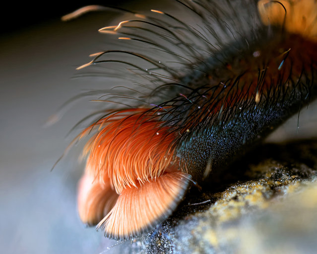 Avicularia variegata, foot detail. Michael, who continues to add to his collection, added: “Today the number of tarantula species is astounding”. (Photo by Michael Pankratz/Caters News Agency)