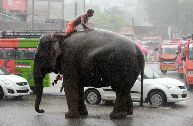 An Indian mahout sits on an elephant as heavy rain falls in Jammu, the winter capital of Kashmir, India, 10 August 2016. Rain water flooded the entire Jammu city causing heavy traffic. (Photo by Jaipal Singh/EPA)