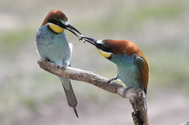 A pair of European bee-eaters (Merops apiaster) perform a mating dance near Tiszaalpar, southern Hungary, 27 May 2020. The bee-eater is about 28 centimeters (11 inches) in size and is one of the most colorful birds in Europe. The bee-eater was chosen twice as the bird of the year in Hungary, in 1979 and in 2013. (Photo by Attila Kovács/EPA/EFE)