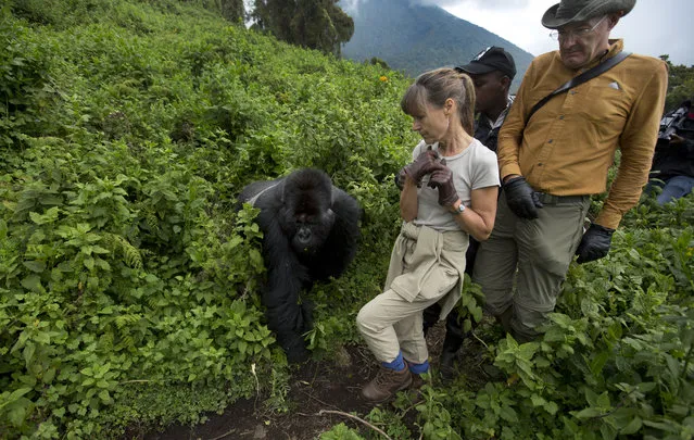 In this photo taken Friday, September 4, 2015, tourists Sarah and John Scott from Worcester, England, take a step back as a male silverback mountain gorilla from the family of mountain gorillas named Amahoro, which means “peace” in the Rwandan language, unexpectedly steps out from the bush to cross their path in the dense forest on the slopes of Mount Bisoke volcano in Volcanoes National Park, northern Rwanda. (Photo by Ben Curtis/AP Photo)