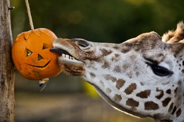 A giraffe licks a pumpkin containing feed during a Halloween event for the media at London Zoo, October 30, 2012. (Photo by Matt Dunham/Associated Press)