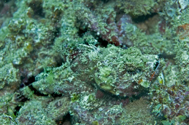 A well camouflaged scorpion fish spotted in the pacific ocean. (Photo by Ron and Valerie Taylor/Caters News/Ardea)