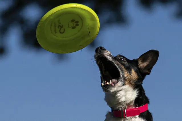 A dog catches a frisbee during the canine frisbee demonstration at the Sheep and Wool Festival, Sunday, October 16, 2022, in Rhinebeck, N.Y. (Photo by Julia Nikhinson/AP Photo)