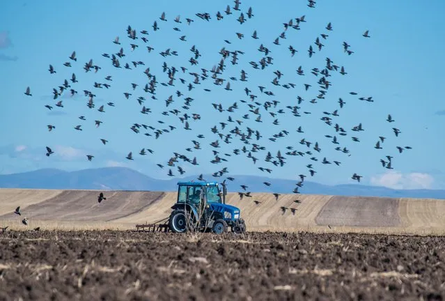 A man drives a tractor plowing the field after harvest season as birds fly over it to catch some seeds and insects in Kars, Turkiye on October 25, 2022. (Photo by Ismail Kaplan/Anadolu Agency via Getty Images)