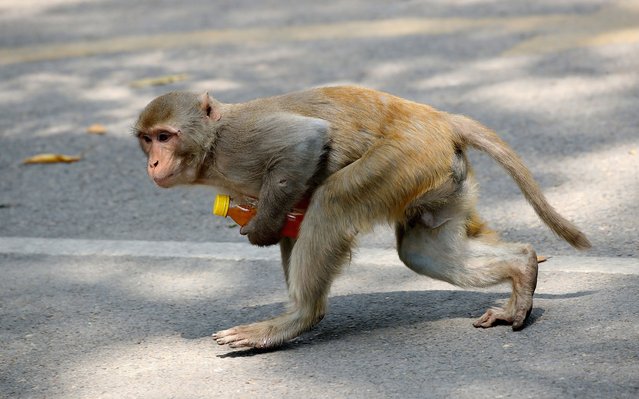 A monkey holds a fruit drink bottle and walks on a street during a hot weather day in New Delhi, India, 08 April 2025. According to the India Meteorological Department, heatwave conditions are persisting in the national capital and will continue for the next two days, and a yellow alert is in place as Delhi’s maximum temperature is to hit 41 degrees on 08 April. (Photo by Harish Tyagi/EPA/EFE)