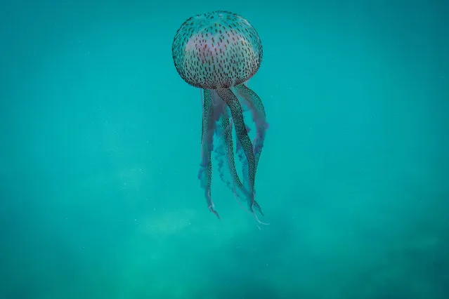 This underwater picture taken at a depth of five metres off the coast Lebanon's northern town of Qalamun on May 27, 2020 shows a Pelagia noctiluca (Medusa luminosa), a species of jellyfish commonly known as the mauve stinger, typically an offshore species widely distributed in all warm and temperate waters including the Mediterranean sea, Red Sea and Atlantic ocean. (Photo by Ibrahim Chalhoub/AFP Photo)