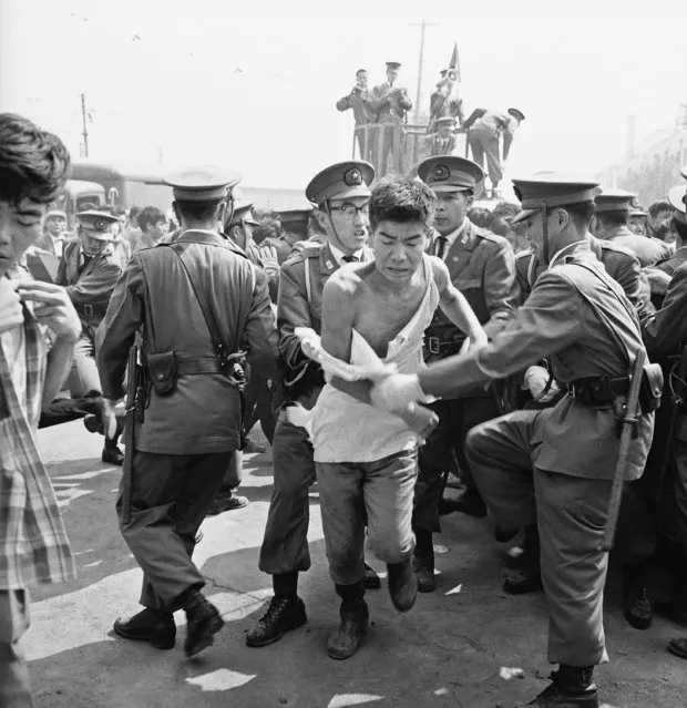 Tokyo police lead away a student whose shirt is torn to shreds after a clash between police and left wing groups for the second consecutive day in downtown Tokyo, September 29, 1962. The demonstrations were against public hearings on constitutional reforms. (Photo by Mitsunori Chigita/AP Photo)