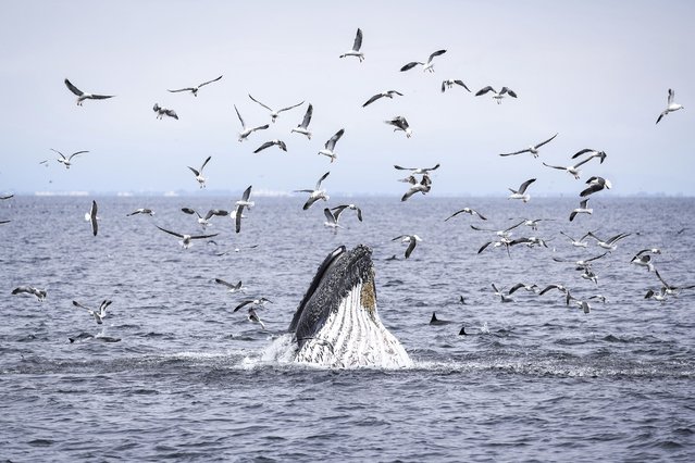 A humpback whale, dolphins and sea birds feed on a school of fish Thursday, May 1, 2025, in Channel Islands, Calif. (Photo by Annika Hammerschlag/AP Photo)