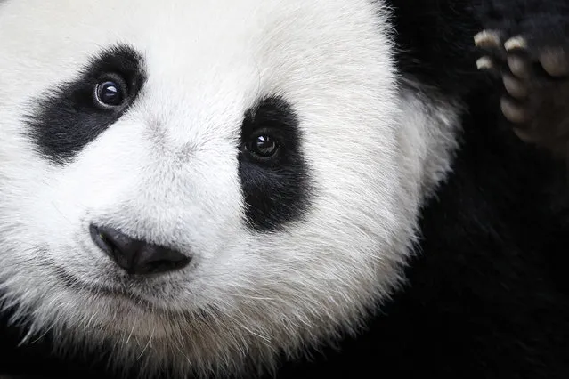In this August 23, 2016 file photo, a giant panda named Nuan Nuan is shown at the Giant Panda Conservation Center at the National Zoo in Kuala Lumpur, Malaysia. The giant panda has been reclassified as vulnerable from endangered on the International Union for the Conservation of Nature's list of endangered species, which was released Sunday, September 4, 2016 at the World Conservation Congress in Hawaii. (Photo by Joshua Paul/AP Photo)