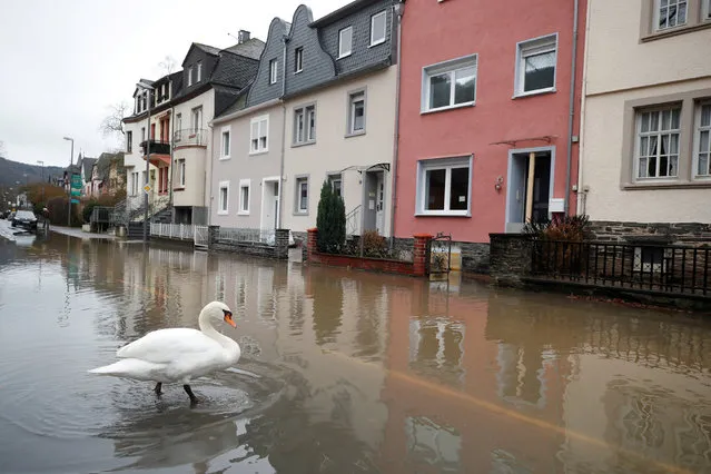 A swan crosses a street flooded by the river Moselle in Bernkastell-Kues, Germany, January 5, 2018. (Photo by Wolfgang Rattay/Reuters)