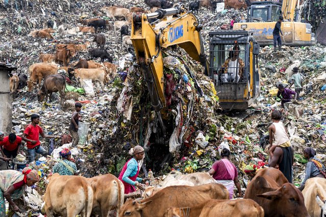 Municipality workers working with excavator as rag pickers searches for recyclable materials next to cows and birds at the Boragaon garbage dumping site, on the eve of World Environment Day, in Guwahati, India on June 4, 2025. World Environment Day, celebrated every year on June 5, is the United Nations' flagship day for encouraging worldwide awareness and action for the protection of the environment. (Photo by David Talukdar/Anadolu via Getty Images)