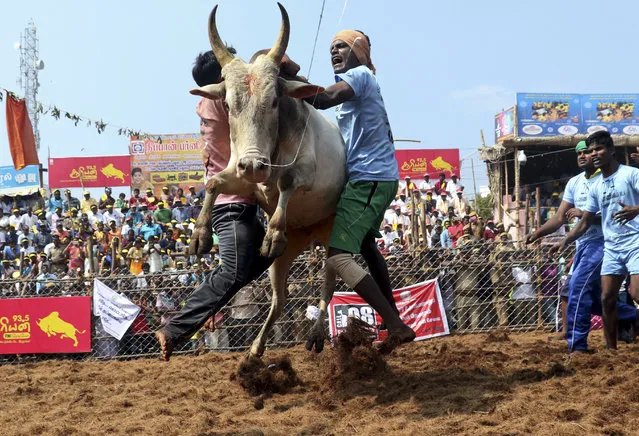 Indian villagers try to tame a bull during a traditional bull-taming festival called “Jallikattu”, in the village of Palamedu, near Madurai, Tamil Nadu state, India, Monday, January15, 2018. Jallikattu involves releasing a bull into a crowd of people who attempt to grab it and ride it. (Photo by R. Parthibhan/AP Photo)