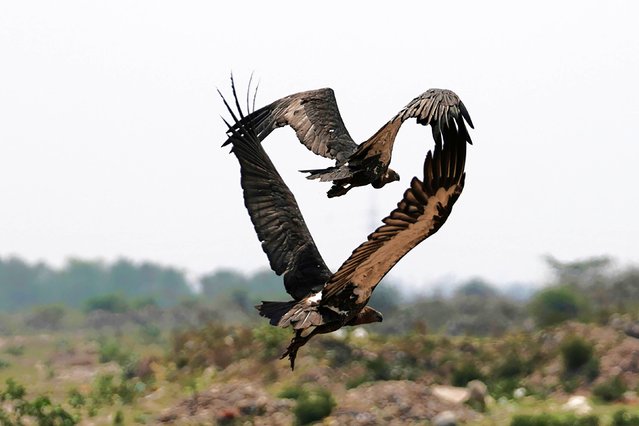 Vultures fly over the decomposed body of an animal, unseen, in Jammu, India, Tuesday, May 27, 2025. (Photo by Channi Anand/AP Photo)