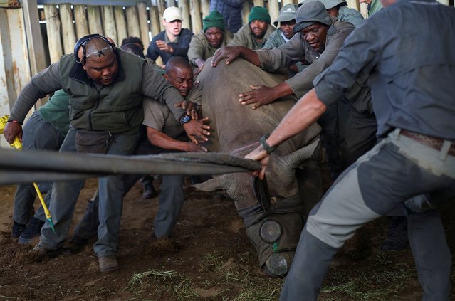 Workers guide a tranquillised black rhino into a container during the relocation of 10 critically endangered black rhinos from South Africa to Mozambique, at the Hluhluwe-Imfolozi Park in KwaZulu-Natal province, South Africa on June 12, 2025. (Photo by Siphiwe Sibeko/Reuters)