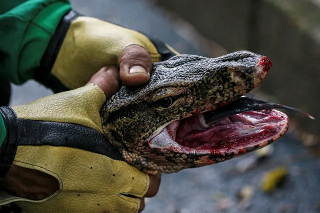 A park worker holds a monitor lizard at Lumpini park in Bangkok, Thailand, September 20, 2016. (Photo by Athit Perawongmetha/Reuters)