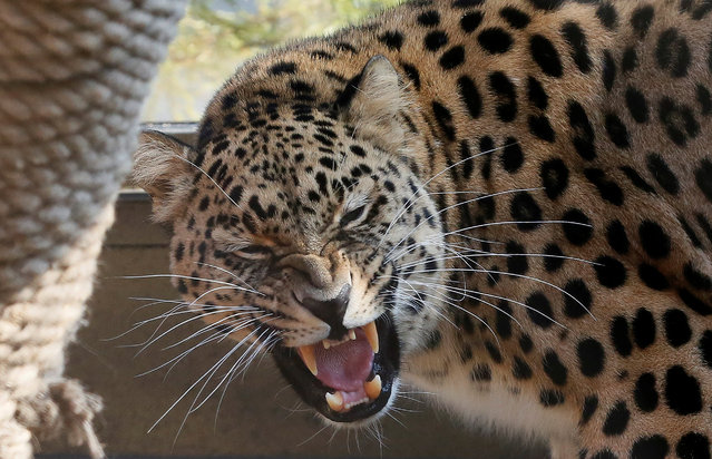 Amur leopard or Far Eastern leopard named Kirin, a 7-year-old male born in the Prague Zoo and transported to Krasnoyarsk in August, is seen at its new enclosure after a quarantine, at the Royev Ruchey Zoo on the suburbs of the Siberian city of Krasnoyarsk, Russia, September 19, 2016. (Photo by Ilya Naymushin/Reuters)