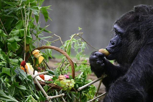 Fatou, known to be the world's oldest female gorilla, feeds on a kiwi she picked out of a basket that she was given in her outdoor enclosure one day ahead of her 67th birthday at the Berlin Zoological Gardens, Berlin, Germany, on April 12, 2024. (Photo by John McDougall/AFP Photo)