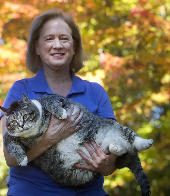 Susan Brunvand holds onto Logan, her 31-pound cat at the Silver Fox Inn at the Waterville Valley resort Thursday September 29, 2016 in Waterville Valley, N.H. The cat has been winning over guests and recently internet viewers. (Photo by Jim Cole/AP Photo)