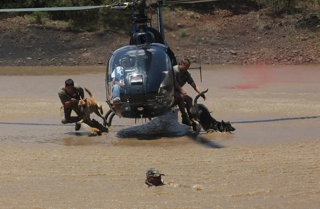 In this photo taken Wednesday, November 26, 2014 dogs exit a helicopter with their handlers to chase a “rhino poacher” front in water, in a simulation exercise showing training at an academy run by the Paramount Group, near Rustenburg, South Africa. (Photo by Denis Farrell/AP Photo)